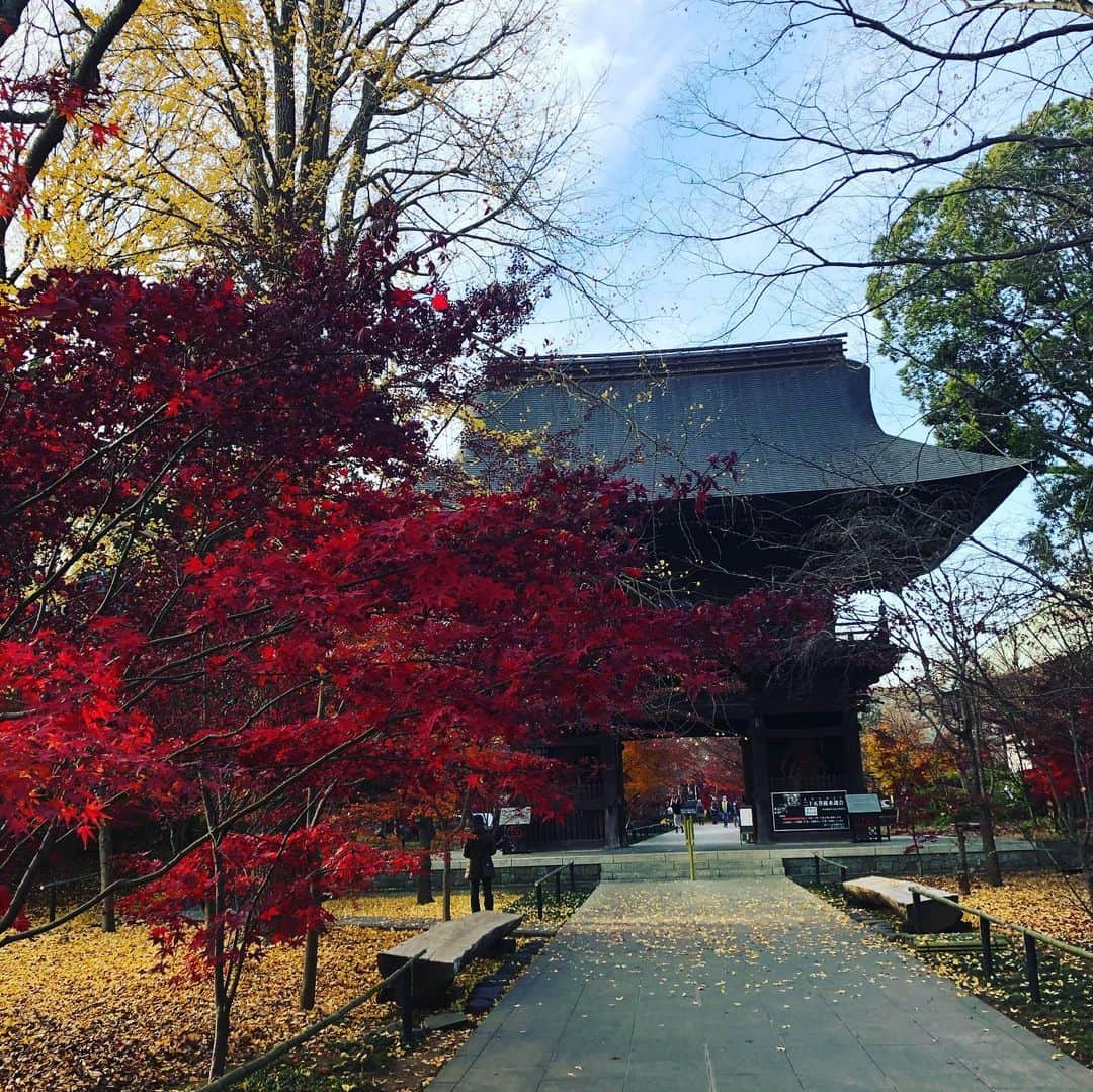 大和田獏さんのインスタグラム写真 - (大和田獏Instagram)「ばくさんぽ❗️都内の某所！今が紅葉🍁見頃⁉️#ばくさんぽ#紅葉🍁」12月18日 14時39分 - bakuowada