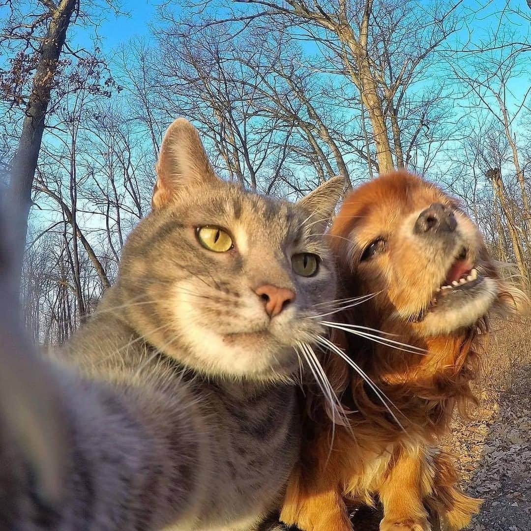 9GAGさんのインスタグラム写真 - (9GAGInstagram)「Selfie cat 📸 @yoremahm - #selfie #cat #9gag」12月18日 14時50分 - 9gag