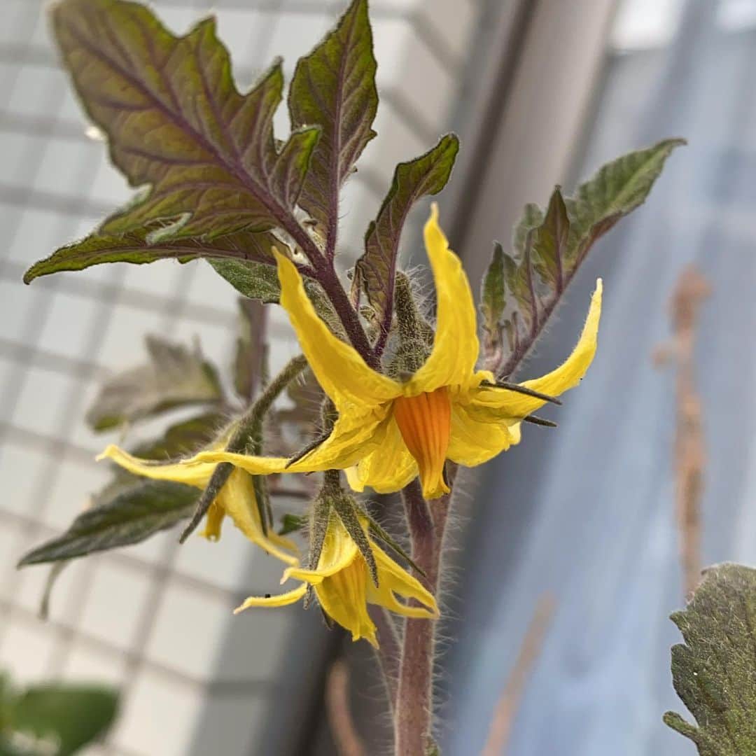 のインスタグラム：「夏に植えたトマトの花が咲いた すぐ結果はでないけど、地道にやる事が大事なんだなと。」