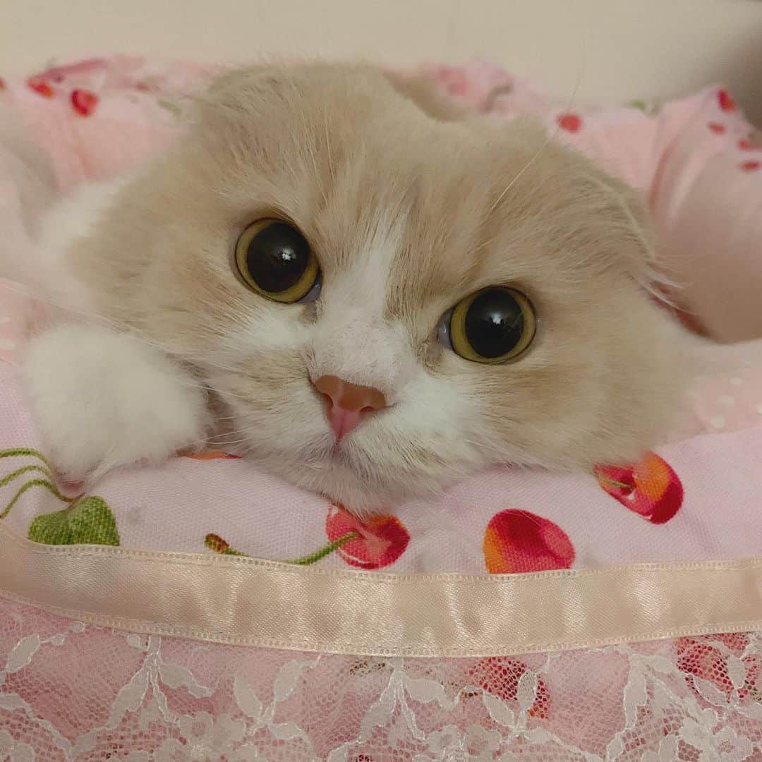 のんたさんのインスタグラム写真 - (のんたInstagram)「①〜③ぼーちゃんコレクション💗 ぼーちゃんは相変わらず繊細で難しい感じの女の子ですが😅とっても元気にしています。  ④⑤謎のくびれを持つぱんちゃん ⑥そっくりなもの😂  #scottishfold #catstagram_japan #catsofinstagram #cats_of_instagram#catoftheday #ilovemycat #bestmeow #catlover #cutecat #kittensofinstagram #cute #スコティッシュフォールド」12月18日 20時22分 - utacci
