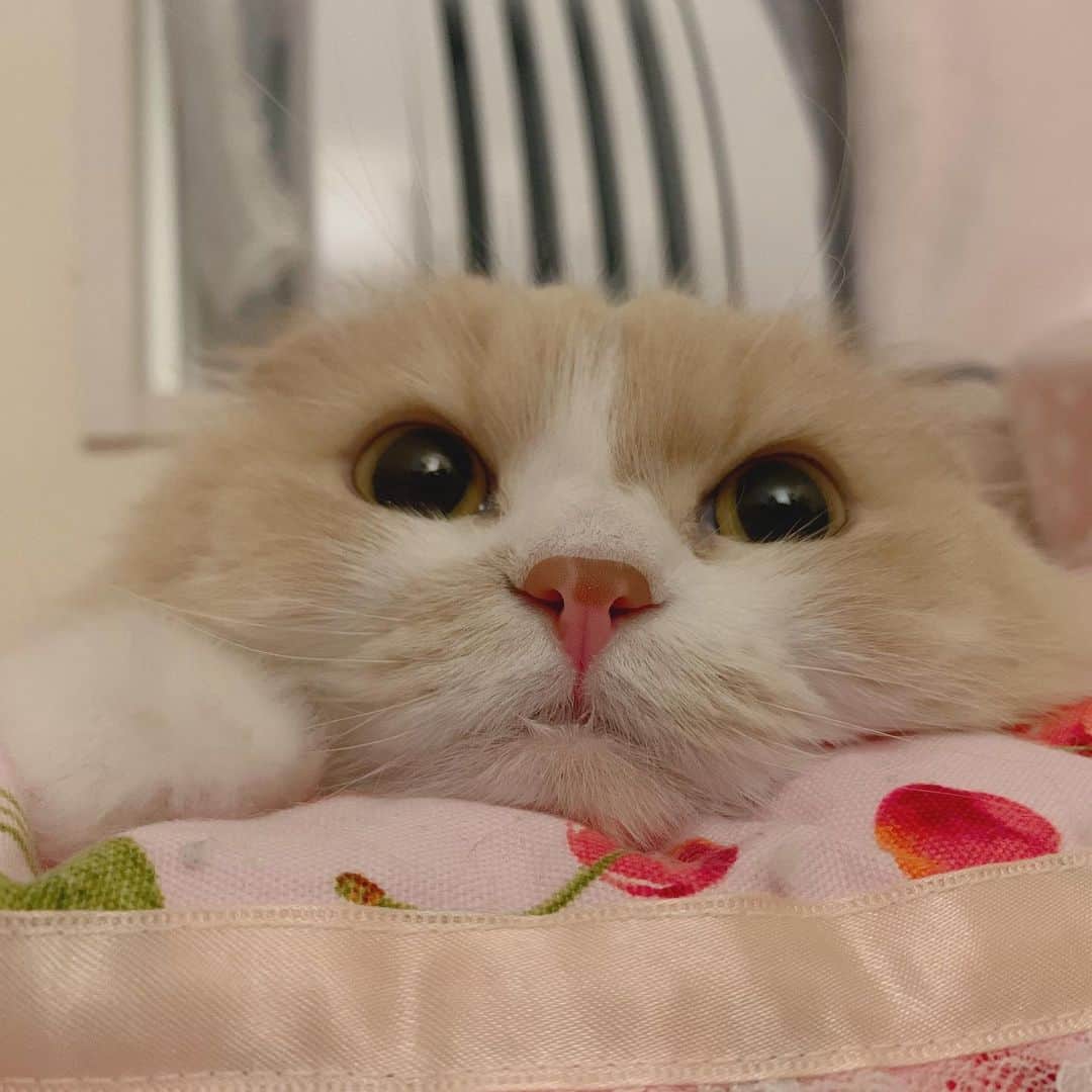 のんたのインスタグラム：「①〜③ぼーちゃんコレクション💗 ぼーちゃんは相変わらず繊細で難しい感じの女の子ですが😅とっても元気にしています。  ④⑤謎のくびれを持つぱんちゃん ⑥そっくりなもの😂  #scottishfold #catstagram_japan #catsofinstagram #cats_of_instagram#catoftheday #ilovemycat #bestmeow #catlover #cutecat #kittensofinstagram #cute #スコティッシュフォールド」