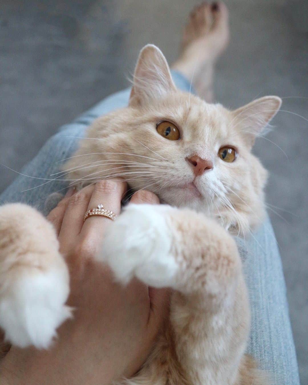 nocoaのインスタグラム：「． ミロ吉、捕獲。 この人、ほんまいたずらっ子というか いらんことする。 ． ． お気に入りの指輪☺️ @marcmirren  https://marcmirren.com/ 15%offコード: nocoa2525 （期限→2021/1/10まで）  #marcmirren #detailsbymm #マークミレン #北欧ジュエリー」