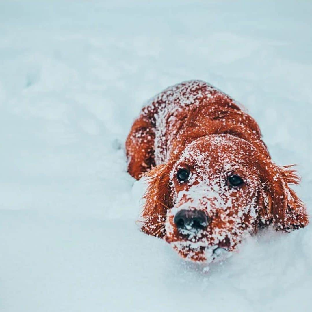 Wet Sealのインスタグラム：「Wow... cuteness overload 😩」