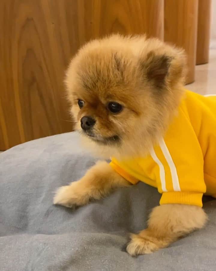 イ・ダヘのインスタグラム：「올인원은 나랑 안맞아!!! 😡 #강아지올인원 #바로반품 😅 #그레이튼 #옷입으면 #얼음 #화남 #삐짐 @heart_greaten」