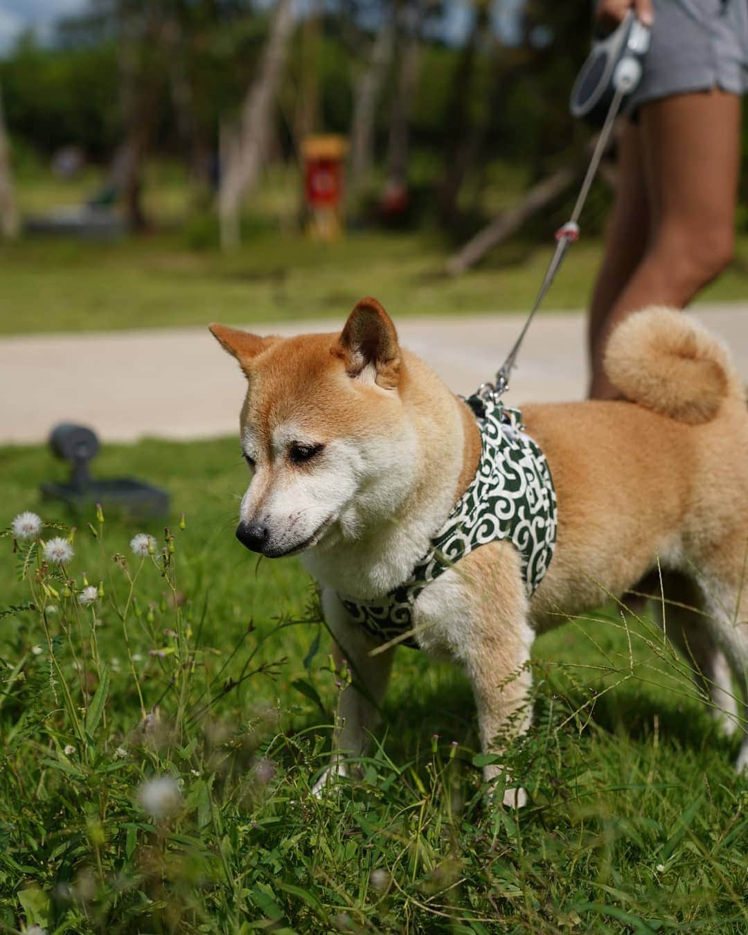 でいぜろバンコクさんのインスタグラム写真 - (でいぜろバンコクInstagram)「プーケットでお散歩してた柴犬😍可愛いすぎません😍  กอนทาโร่จังงง น่ารักมากเลยครับ🥰 #ชิบะอินภูเก็ต」12月18日 15時32分 - dayzerobangkok