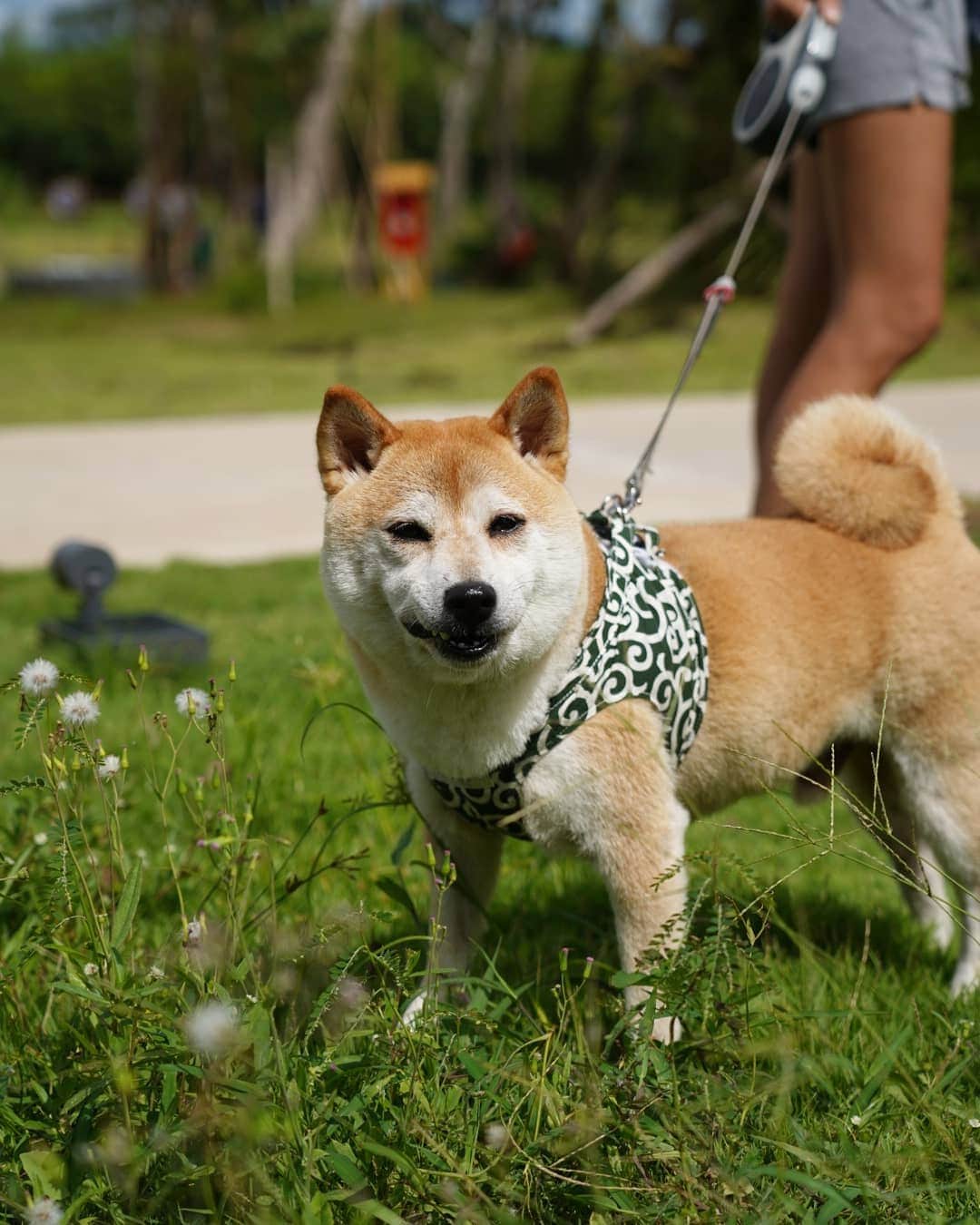 でいぜろバンコクのインスタグラム：「プーケットでお散歩してた柴犬😍可愛いすぎません😍  กอนทาโร่จังงง น่ารักมากเลยครับ🥰 #ชิบะอินภูเก็ต」