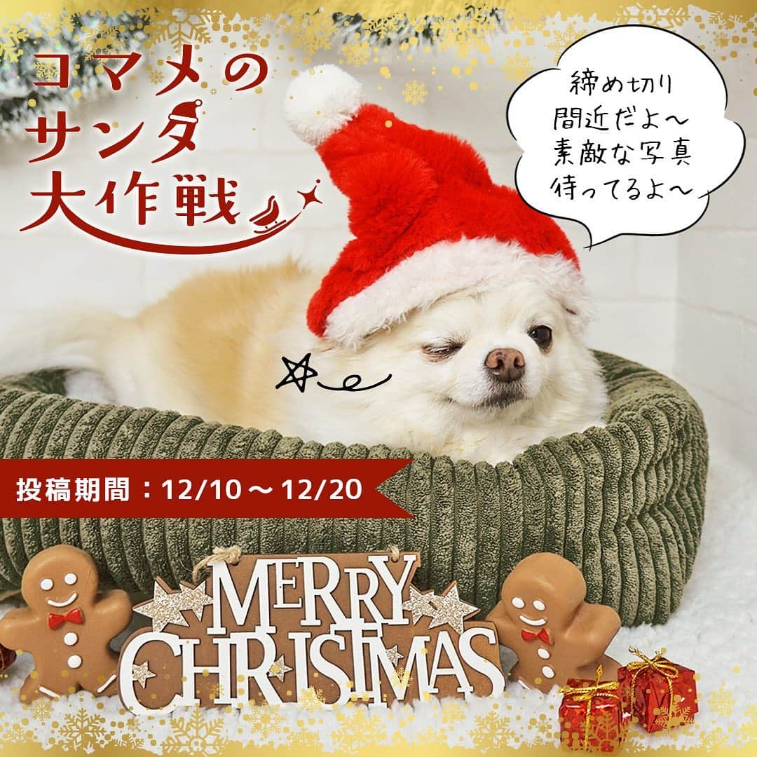 iDog&iCatさんのインスタグラム写真 - (iDog&iCatInstagram)「🎄🎅📸 はろ～、コマメだよ～。 IDOG&ICATクリスマス限定フォトコンテスト★コマメのサンタ大作戦を開催中だよ～！ 締め切りが近づいているから投稿がまだの方はお忘れなく～。 すでにたくさんの投稿が届いているよ～ どれも素敵なものばっかりで見てるだけで楽しいよ～♪ みんなありがとう～！ * IDOG&ICATではクリスマスにちなんだフォトコンテストを今年も開催します！ 受賞者には抽選で各3名様に、ワンちゃんorネコちゃんのクリスマスプレゼントをご用意🎁♪ 2020年のクリスマスはお家で、愛犬・愛猫とのクリスマスベストショットを投稿してくださいね♪ * 〈応募方法〉 ●お題 【クリスマス】←このお題にふさわしいペットのお写真を1枚ご用意ください。 * 〇IDOG&ICAT公式アカウント（@idogicat）をフォローします 〇お写真投稿には、【#コマメのサンタ大作戦】を付けて投稿するだけでOKです * ※応募の際には ◯愛犬・愛猫のお名前 ◯お写真に対するコメント を付けてくださいね * ●〆切 応募の〆切は【12/20 23:59まで】です。 * 〈注意事項〉 過去の投稿にハッシュタグを付けられた場合、確認作業が難しくなる為選考外となります、この応募受付開始投稿より後に、新たにお写真を投稿してください。 ◯ハッシュタグは付け間違えたり、付け忘れのないようお願い致します。 ◯非公開アカウントでは、投稿が確認できませんので、必ず公開されているアカウントにて投稿お願い致します。 * 皆さまの投稿、お待ちしております🎄✨ * * #IDOGICAT #iDog #iCat #犬 #いぬ #猫 #ねこ #写真コンテスト #コマメのサンタ大作戦 #犬の服iDog #ペット自慢 #フォトコンテスト #クリスマス #サンタ #うちの子優勝」12月18日 15時56分 - idogicat