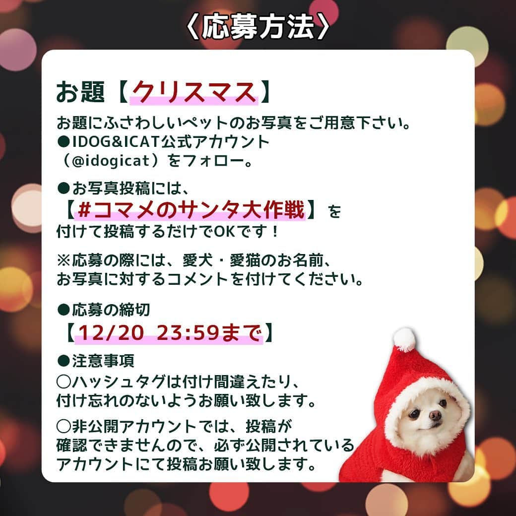 iDog&iCatさんのインスタグラム写真 - (iDog&iCatInstagram)「🎄🎅📸 はろ～、コマメだよ～。 IDOG&ICATクリスマス限定フォトコンテスト★コマメのサンタ大作戦を開催中だよ～！ 締め切りが近づいているから投稿がまだの方はお忘れなく～。 すでにたくさんの投稿が届いているよ～ どれも素敵なものばっかりで見てるだけで楽しいよ～♪ みんなありがとう～！ * IDOG&ICATではクリスマスにちなんだフォトコンテストを今年も開催します！ 受賞者には抽選で各3名様に、ワンちゃんorネコちゃんのクリスマスプレゼントをご用意🎁♪ 2020年のクリスマスはお家で、愛犬・愛猫とのクリスマスベストショットを投稿してくださいね♪ * 〈応募方法〉 ●お題 【クリスマス】←このお題にふさわしいペットのお写真を1枚ご用意ください。 * 〇IDOG&ICAT公式アカウント（@idogicat）をフォローします 〇お写真投稿には、【#コマメのサンタ大作戦】を付けて投稿するだけでOKです * ※応募の際には ◯愛犬・愛猫のお名前 ◯お写真に対するコメント を付けてくださいね * ●〆切 応募の〆切は【12/20 23:59まで】です。 * 〈注意事項〉 過去の投稿にハッシュタグを付けられた場合、確認作業が難しくなる為選考外となります、この応募受付開始投稿より後に、新たにお写真を投稿してください。 ◯ハッシュタグは付け間違えたり、付け忘れのないようお願い致します。 ◯非公開アカウントでは、投稿が確認できませんので、必ず公開されているアカウントにて投稿お願い致します。 * 皆さまの投稿、お待ちしております🎄✨ * * #IDOGICAT #iDog #iCat #犬 #いぬ #猫 #ねこ #写真コンテスト #コマメのサンタ大作戦 #犬の服iDog #ペット自慢 #フォトコンテスト #クリスマス #サンタ #うちの子優勝」12月18日 15時56分 - idogicat