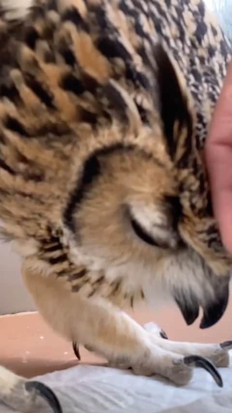 GEN3 Owlのインスタグラム：「鳥の羽は油分でコーティングされているので、撫でる時はなるべく手のひらより手の甲がおすすめです。  The bird's feathers are coated with oil, so when stroking, the back of the hand is recommended rather than the palm.  #owl #owlgaru #フクロウ」