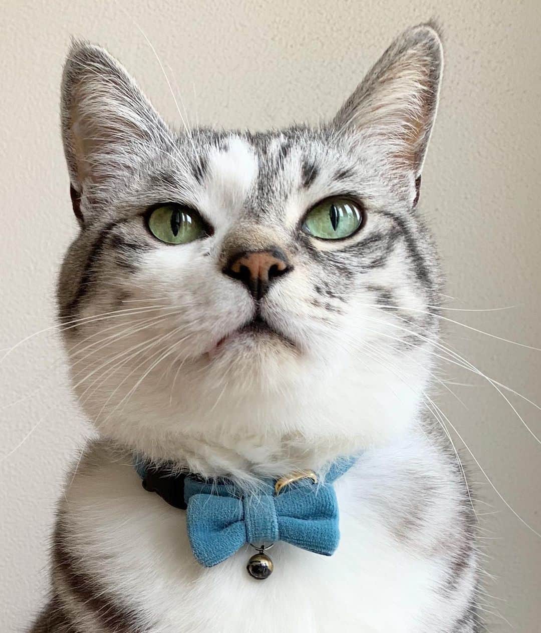 ?りっこ?さんのインスタグラム写真 - (?りっこ?Instagram)「＊ ＊ 🌿  HARUTAROU 🌿 ＊ ・ 寒くなりましたねぇ…❄️ 体調お崩しの無いよう  皆さま♡ ご自愛下さいませ 🌿 ＊ ＊ #cats_of_instagram  #TheDailyKitten  #cats_of_world #balousfriends  #catloversclub  #cat_features #catstocker #themeowlife  #sweetcatstime  #thedailykitten #cats_of_instworld #IGersJP #happypetclub #bestmeow #cats #catsfollowers  #pleasantcats  #catsofday #happycatclub #sweetcatclub #catsnet #instacat_meows #cutieanimalspage #cutecatshow  #thedailykitten #dailycatshow #sweetcatonline #nyancon01 #sippoストーリー　#petokotolife ＊ ＊ 🌿🌿🌿🌿🌿🌿🌿🌿🌿🌿🌿🌿🌿🌿🌿🌿」12月18日 16時11分 - usako_honma
