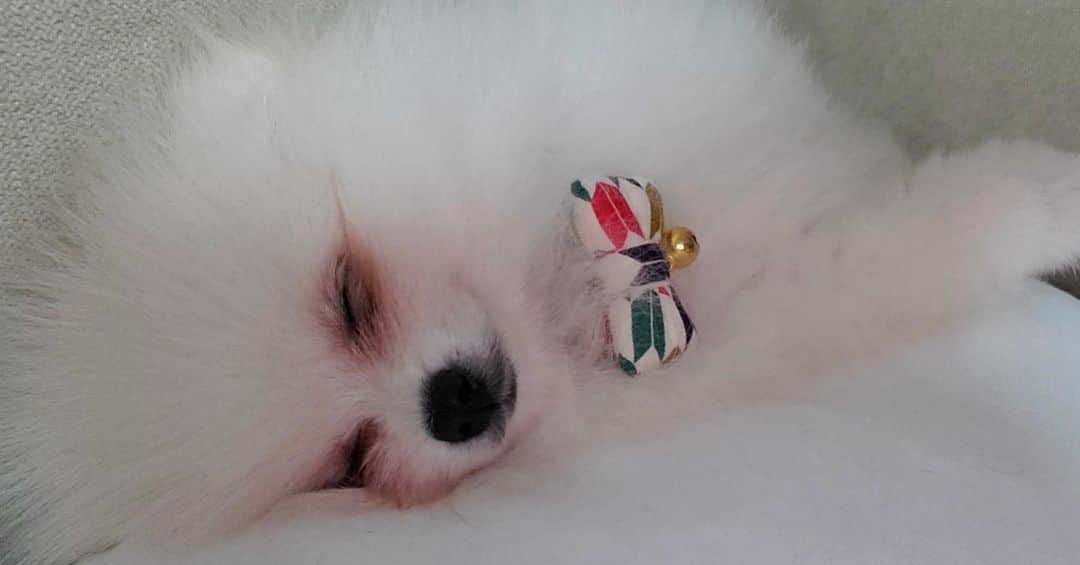 リロイここのインスタグラム：「. . はい。優勝です。 . . #ポメラニアン#ポメラニアンが世界一可愛い #ポメラニアン大好き #ポメラニアン部 #白ポメ#ポメラニアン白#寝顔#子犬#子犬のいる暮らし #愛犬との暮らし #愛犬#愛犬との時間」