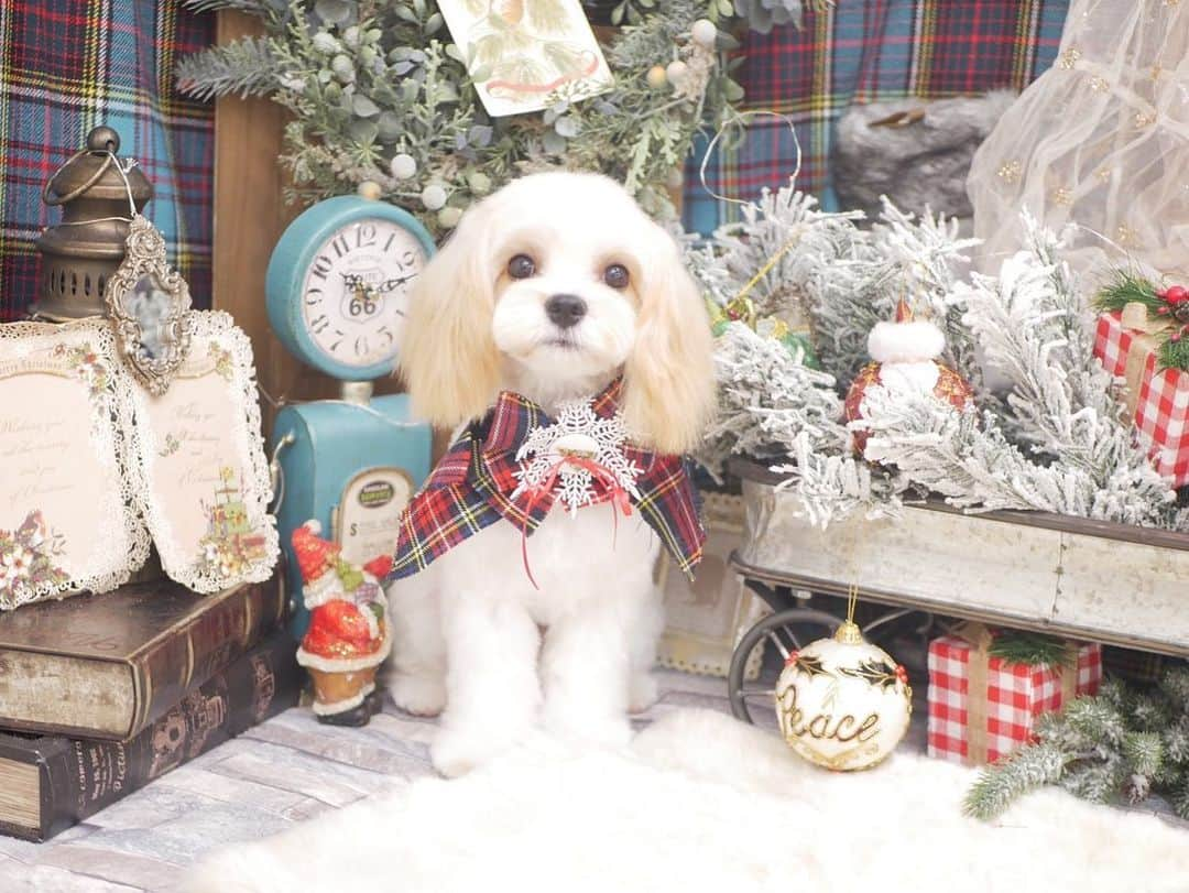 ピコさんのインスタグラム写真 - (ピコInstagram)「今年最後のトリミング✂︎  #ピコ #ピコ犬 #ぴこん家 #きなこ  #もなか  #いぬすたぐらむ  #いぬのいる暮らし  #こいぬすたぐらむ  #トリミング  #マルプー  #トイプードル  #マルチーズ  #キャバリア #キャバマル  #ミックス犬  #dog  #dogstagram  #pupy #puppystagram」12月18日 16時50分 - piko_niconico