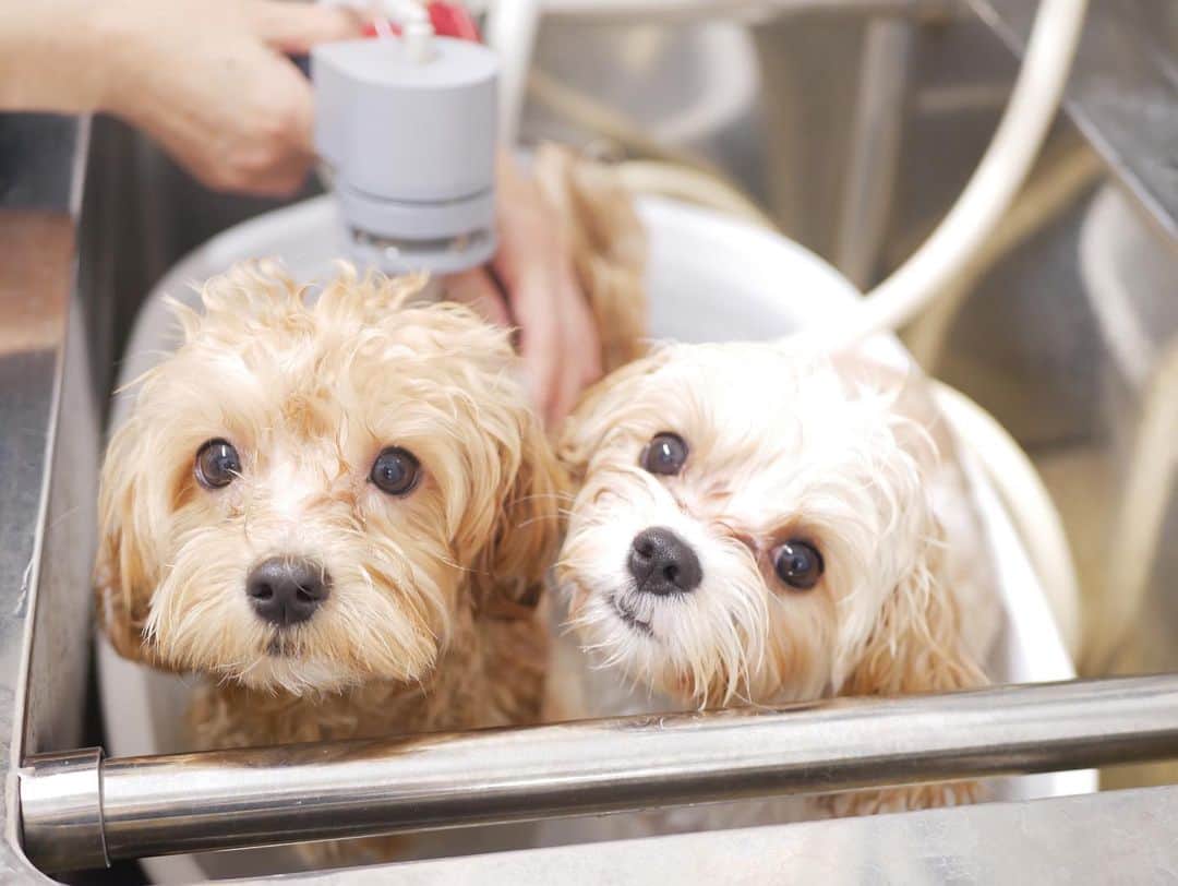ピコのインスタグラム：「今年最後のトリミング✂︎  #ピコ #ピコ犬 #ぴこん家 #きなこ  #もなか  #いぬすたぐらむ  #いぬのいる暮らし  #こいぬすたぐらむ  #トリミング  #マルプー  #トイプードル  #マルチーズ  #キャバリア #キャバマル  #ミックス犬  #dog  #dogstagram  #pupy #puppystagram」