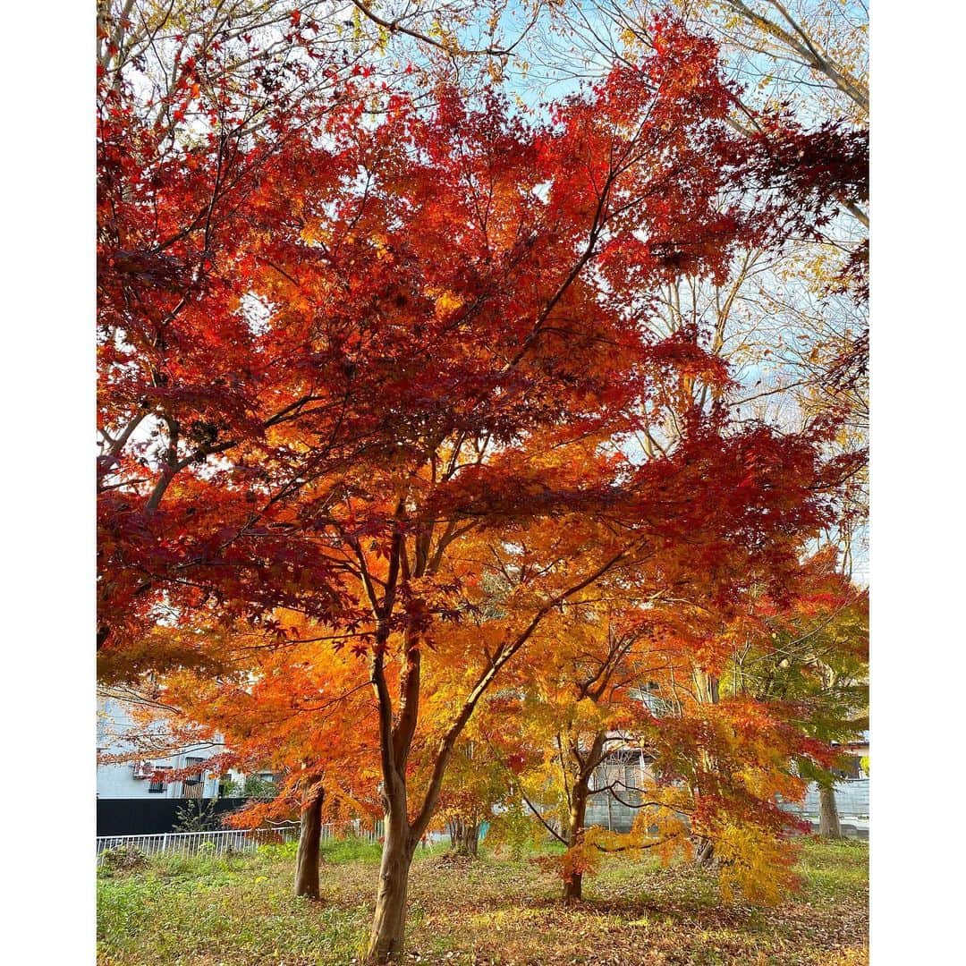 宮川紗麻亜さんのインスタグラム写真 - (宮川紗麻亜Instagram)「🌻 歩いてたら、たまたま見つけた紅葉🍁✨ #紅葉 #gradation  #緑 #黄色 #赤 #色 今年は鎌倉の紅葉に行けなかったのが残念。 来年に持ち越し〜🍁」12月18日 17時00分 - sunflower__summer