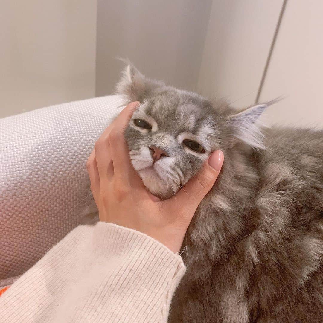 寺田安裕香のインスタグラム：「🐈 かわいすぎるわたしのこどもたち🥺 #猫のいる生活」