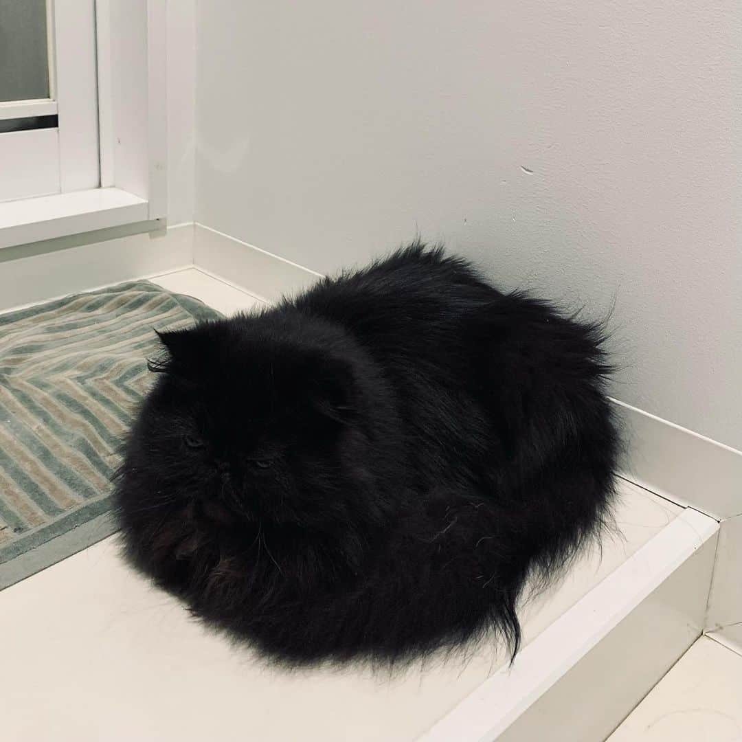 てふさんのインスタグラム写真 - (てふInstagram)「猫、猫、ニット、猫、ニット #cochicat」12月18日 17時16分 - cat_chouchou