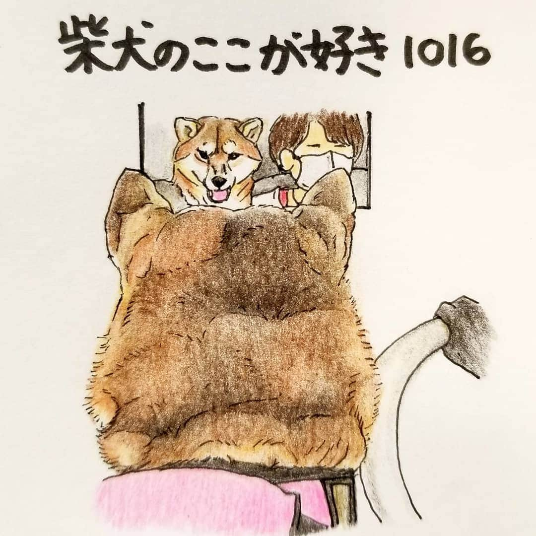 ハナとソラのインスタグラム：「#ここ柴部  『柴犬のここが好きシリーズ1016』 ドライブ好きな子は  ミラーに写る顔がむちゃくちゃ楽しそうなとこ。  後頭部にも楽しいがにじみ出てるよ🎵 * モデルは @shiba__suba さんとこのすばるくんです💓 #柴犬のここが好き #favoritepartsofshibainu #illustgram #illustration #shibainu #shibagram #colorpencil #柴犬 #イラスト #いらすとぐらむ #しばすたぐらむ #色鉛筆 #ドライブ #バックミラー #柴公園イラスト」