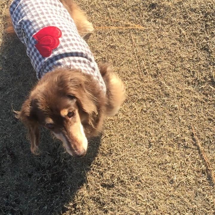 辻 よしなりのインスタグラム：「12月18日、今日は我が愛娘モカの３回目の命日。 モカは3年前の今日、午前10時15分に空に帰って行きました。 18年の生涯でした。  晩年に僕がプレゼントした服を着て、ピョンピョン走り回るモカの動画。 この時、モカ17歳。 少々関節炎はあるものの元気いっぱいで、20歳まで生きてくれると思ってたんだよ。  いつになっても、モカはパパの永遠の恋人です。  今日はこの服をイチに着てもらいました。 去年はガボガボでしたが、今年はバッチリ着こなせた👌 大きくなったな、イチ。 身体の成長は止まったけれど、最近は驚くほどに心が成長してます。 お前、本当にいい子だな！ってママと毎日感動してるよ。 とにかく とにかく元気で長生きするんだぞ！  #ミニチュアダックスフンド  #ジャックラッセルテリア  #ジャックラッセルテリアのいる生活  #旅犬 #旅犬イチ #いっぬ #いぬすたぐらむ  #愛犬の命日  #老犬介護   #辻よしなり」