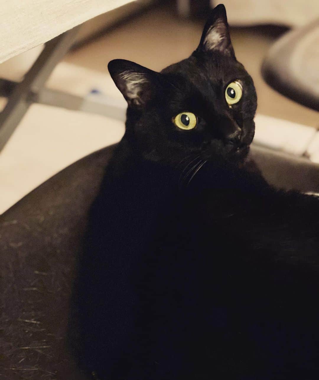 猫沢エミさんのインスタグラム写真 - (猫沢エミInstagram)「ママ、頑張れ。  うん、頑張る。  #ピガ兄　#全黒猫飼いが泣いた　#夜の黒猫も綺麗に撮れるキャメラ📷✨」12月18日 17時54分 - necozawaemi