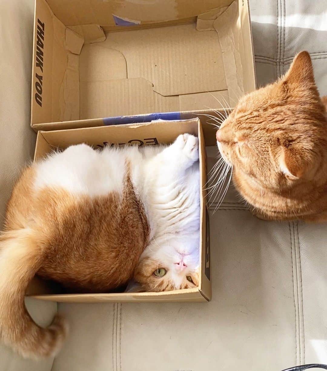 茶太郎 & きなこのインスタグラム：「きなこ💖入る箱📦間違えたにゃ😑💦 Kinako in the wrong box📦😽💦 #お顔ムニィってなっちゃったにゃ #ぎゅうぎゅうみちみちにゃ #きなこ何してるにゃ #マンチカン#猫#munchkin #cat#catstagram #amazing#ねこ#茶トラ#短足#catsofinstagram#excellent_cats#9gag#cats_of_world_#instacat_meows#bestcats_oftheworld#catsofig#instacat#cats_of_instagram」