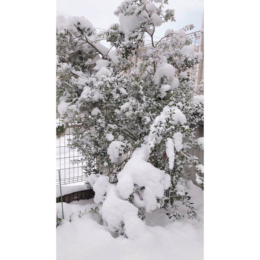 桧山ありすさんのインスタグラム写真 - (桧山ありすInstagram)「結構前の写真だけど( ˊᵕˋ ;) みんな大好きアンパンマンチョコ💕 ありすはバイキンマンが好き♡  そして皆さん1週間お疲れ様です✨  💌ありすのところでも今週はたくさん雪が降ったよ☃️ 一気にたくさん降って結構大変だった💦 みんなは大丈夫だった？  お庭のオリーブは大変なことになってる…😨  #ニコプチ #プチモ #桧山ありす #アンパンマンチョコ」12月18日 18時09分 - alice.hiyama