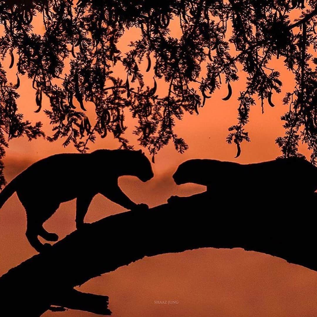 Canon Photographyさんのインスタグラム写真 - (Canon PhotographyInstagram)「Silhouettes at the end of the day! Which one is your favourite? Photography  @shaazjung  Curated by @ianharper」12月18日 18時21分 - cpcollectives