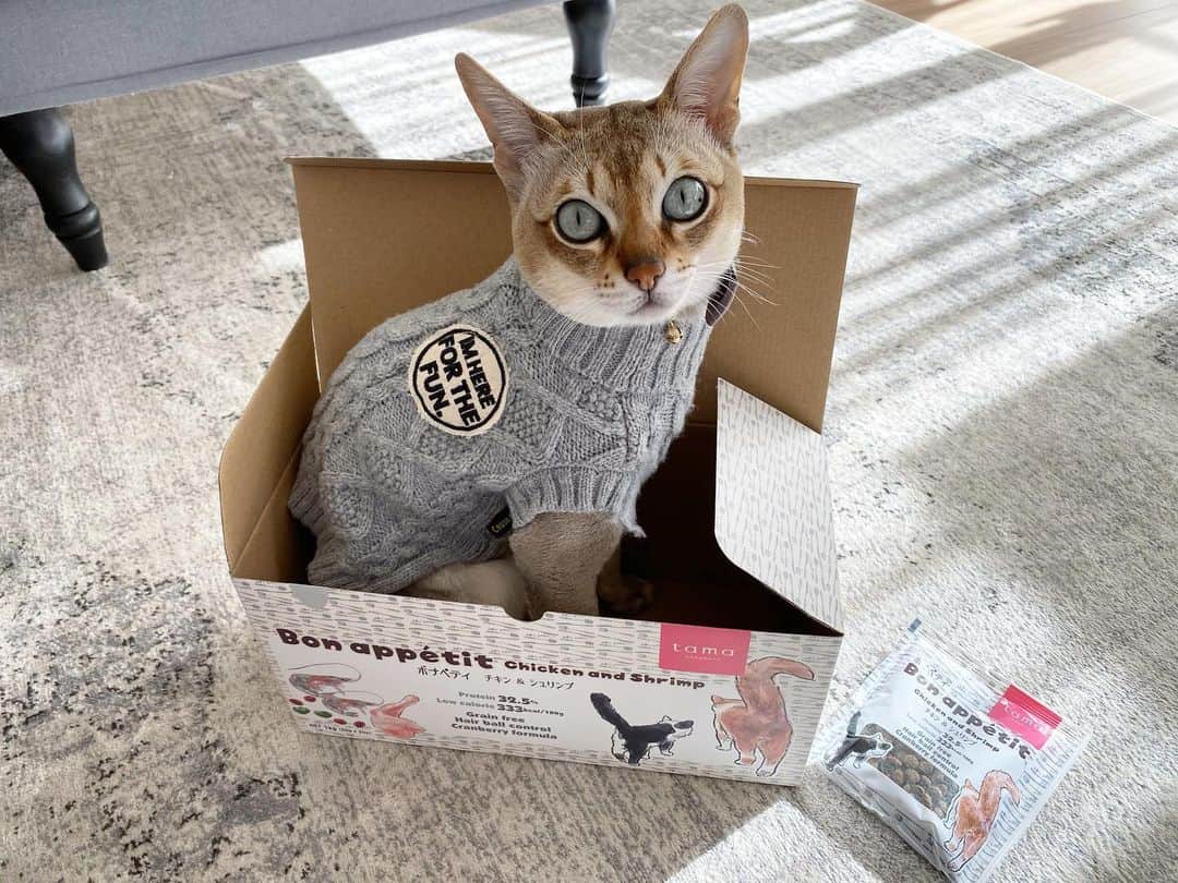 モルト♡Malt(Singapuracat)のインスタグラム：「たまのおねだりさんのオリジナルフードが 第二弾新発売されたのでモルトもお試ししたよ😽🍽 本当にストライクゾーンの狭いモルちゃんが食べてくれたから、気に入ってくれる猫ちゃん多いはず❣️😳 tamaボナペティ チキン&シュリンプ 室内猫の健康を考えてくれている優しいキャットフードです✨ ダイエット・尿路疾患・毛玉ケアが気になる猫ちゃんは、今なら100円お試しキャンペーン中なのでチェックしてみてください😸💖 たまのおねだり公式アカウント➡️ @tama_onedari http://www.tamaone.jp/ext/bon-appetit_new.html #たまのおねだり #tamaボナペティ #プレミアムキャットフード #PR」