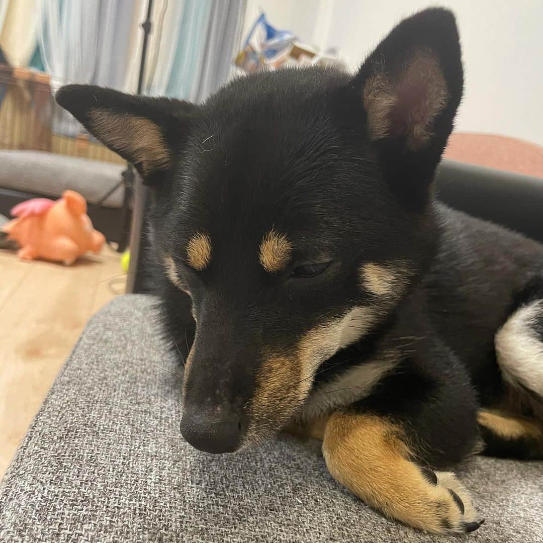 環奈（長沢菜々香の飼い犬）のインスタグラム：「おねむ」