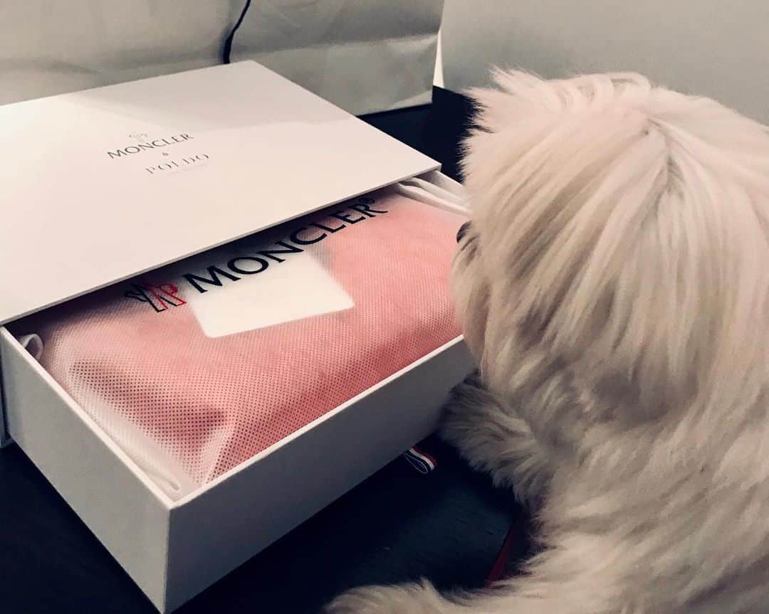 オリヴィア・パレルモのインスタグラム：「Mr. Butler gets as excited as a child when it comes to the holidays so we put together a gift guide for both our furry friends and children 🐶👶 Link in bio for our Pet & Kids Gift Guide 💝」