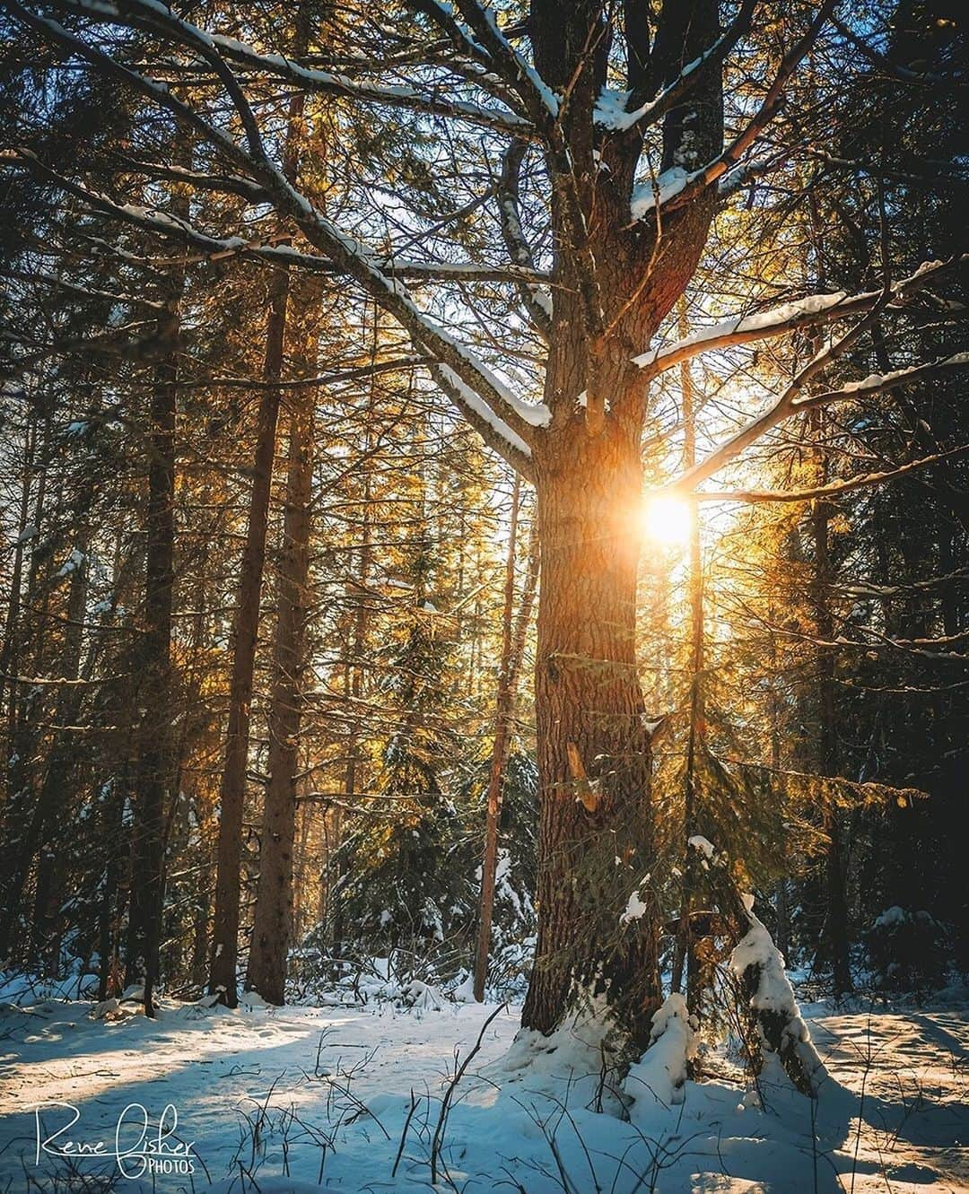 Ricoh Imagingさんのインスタグラム写真 - (Ricoh ImagingInstagram)「Posted @withregram • @renefisher_photography Winter is finally here! Took a visit to Algonquin Provincial Park where Winter arrives a bit earlier, and it never fails to impress! ⁠ ⁠ Taken with Ricoh GR III⁠ .⁠ .⁠ .⁠ .⁠ ⁠ .⁠ .⁠ .⁠ .⁠ #dream_spots #landscapephoto #majestic_earth #discoverglobe #landscapehunter #natgeoyourshot #Canada_PhotoLovers⁠ #beautyofnature #discoverON #marvelous_shots #buck #pentaxian #landscape_love #landscapebeauty #natgeo #YourShotPhotographer #natgeoyourshot #ricohpentax #theglobewanderer #sunset #justgoshoot #insidecanada #wonderful_places #sharecanggeo #GR3 #GRIII⁠ #pentaxian #richohimaging #shootpentax #pentax⁠」12月19日 5時14分 - ricohpentax