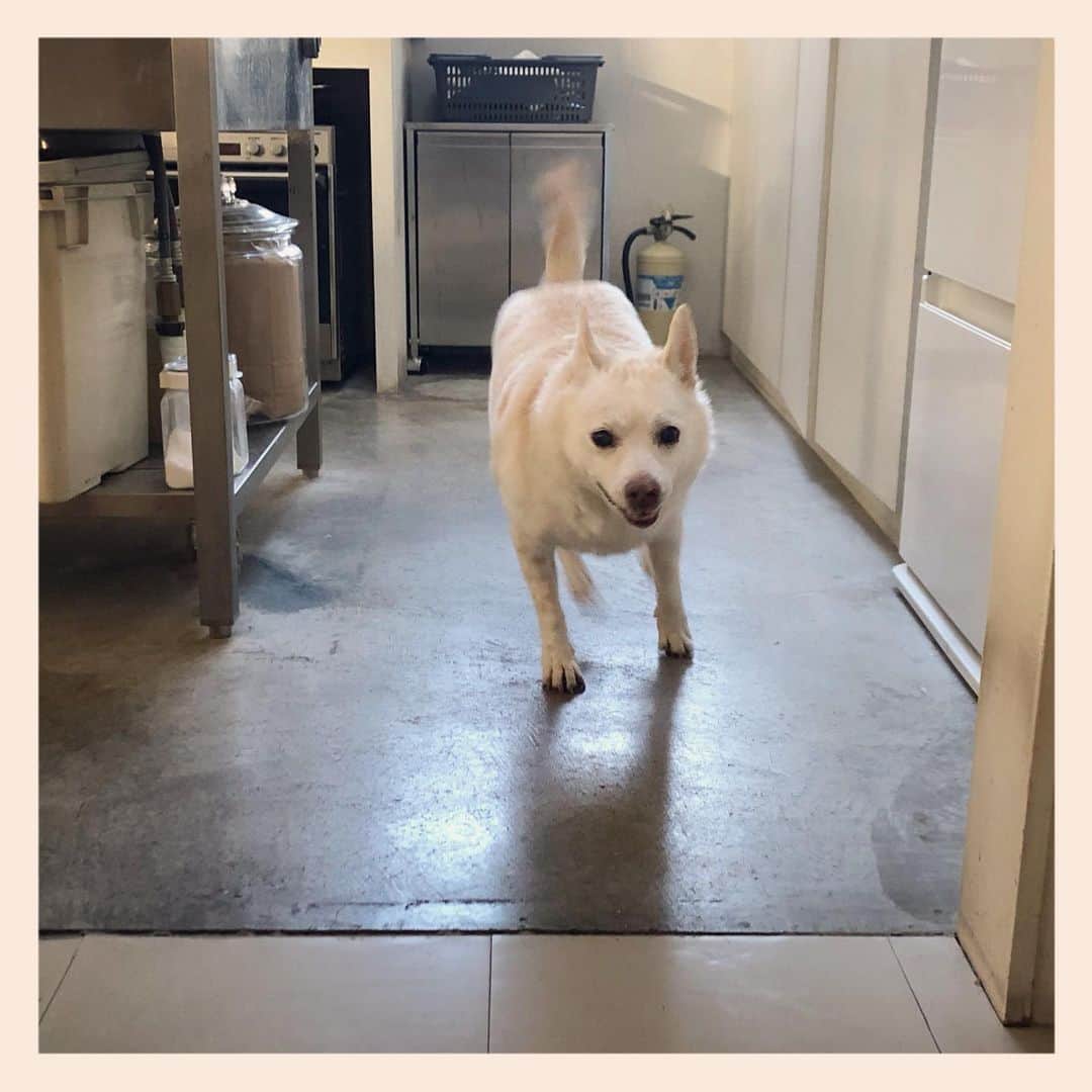 のインスタグラム：「2周しました💨💨  #元保護犬 #雑種犬 #crossbreed #mixdog #キップル14歳 #走る犬」