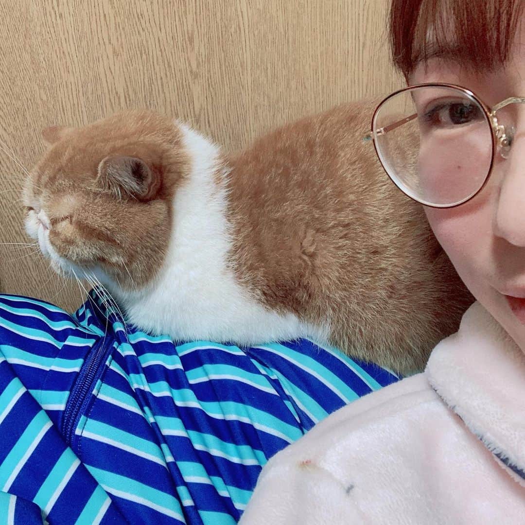 桜 稲垣早希のインスタグラム：「今年もモフモフに仕上がりました☺️ #エキゾチックショートヘア #誰よりもYogiboを愛す猫」