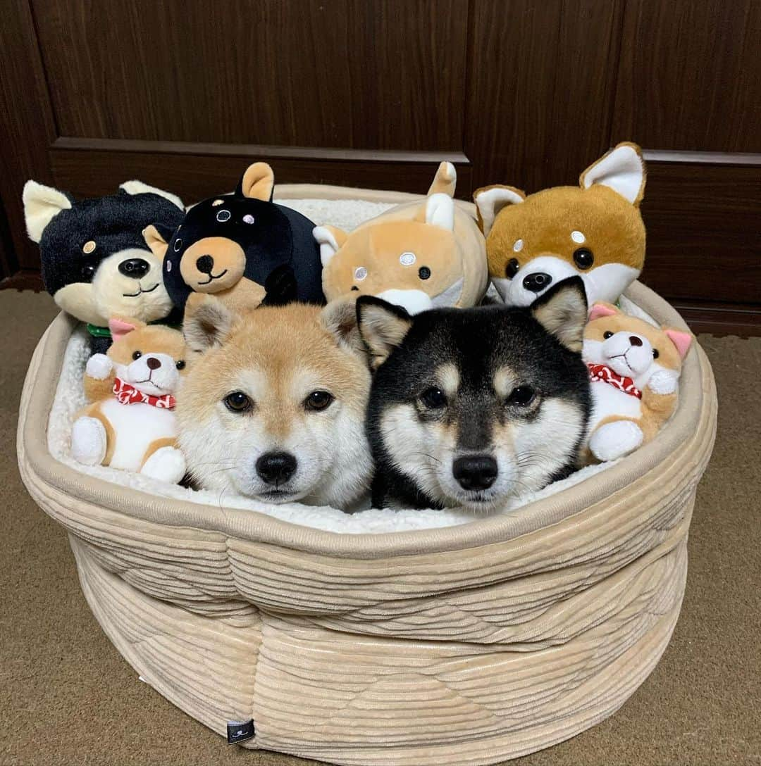 豆柴なつ&ふゆさんのインスタグラム写真 - (豆柴なつ&ふゆInstagram)「Assorted Shiba🐶😆❤️ 柴詰め合わせ🐶😆❤️   #詰め合わせ #assorted  #ぎゅうぎゅう #nウォーム #ニトリ #shibaaddict  #thedailyshibainu #west_dog_japan  #わんダフォ #shibamania  #柴犬ライフ#pecoいぬ部 #shiba_snap  #instashiba#cutedogs  #柴犬#shiba #shibainu #shibastagram #いぬすたぐらむ #pecoいぬ部 #犬バカ部 #shibainumag_feature #instafollow #dogoftheday  #🐕📷 #theshibasociety  #柴#proudshibas  #柴犬マニア」12月18日 20時36分 - mameshiba.natsuinu56