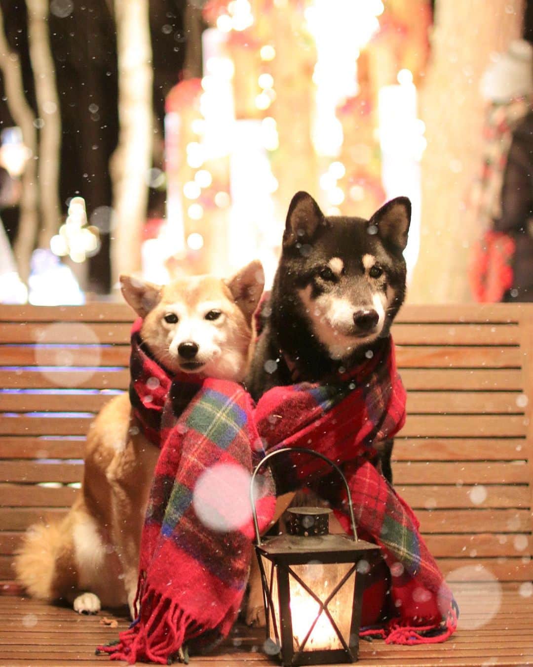 柴犬 けんしろう ゆりあのインスタグラム：「🐶❄️🐶  今週もおつかれさまでした 今夜も寒いのであったくして休んでね🥰 . . 先ほど抽選会用のハートに 121番までナンバリング終わりました❤️ 抽選番号はハイライトでご確認くださいね☺️  土日のどちらかで抽選会を行う予定です！ . . Location:Nagano (けんゆりおもひで冬photo⛄️より)」
