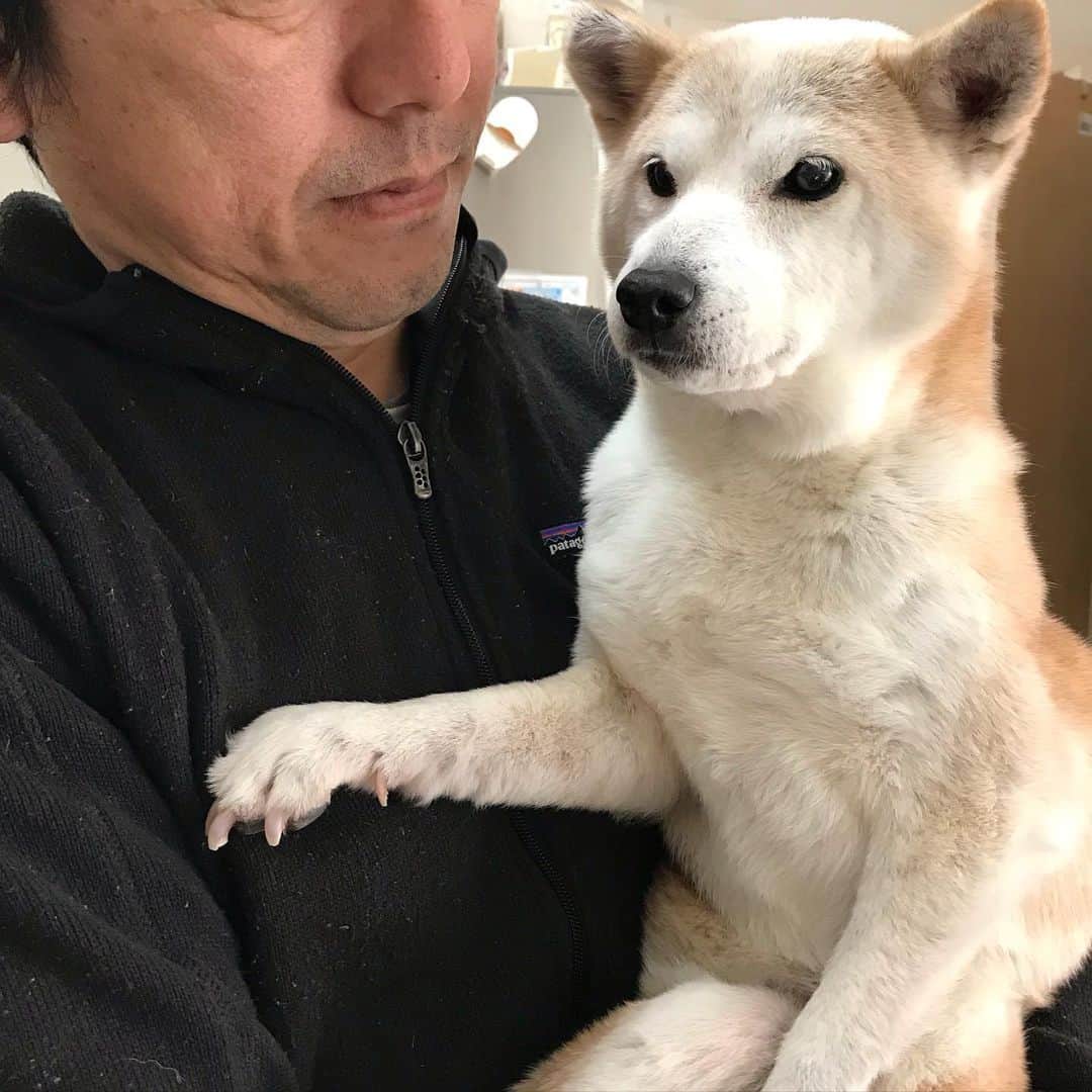 柴犬リリコのインスタグラム：「今日のあれこれ🐶（体重は安定の7.3kg） #パパの服の汚さよ #柚子収穫 #新林公園 #病院day」