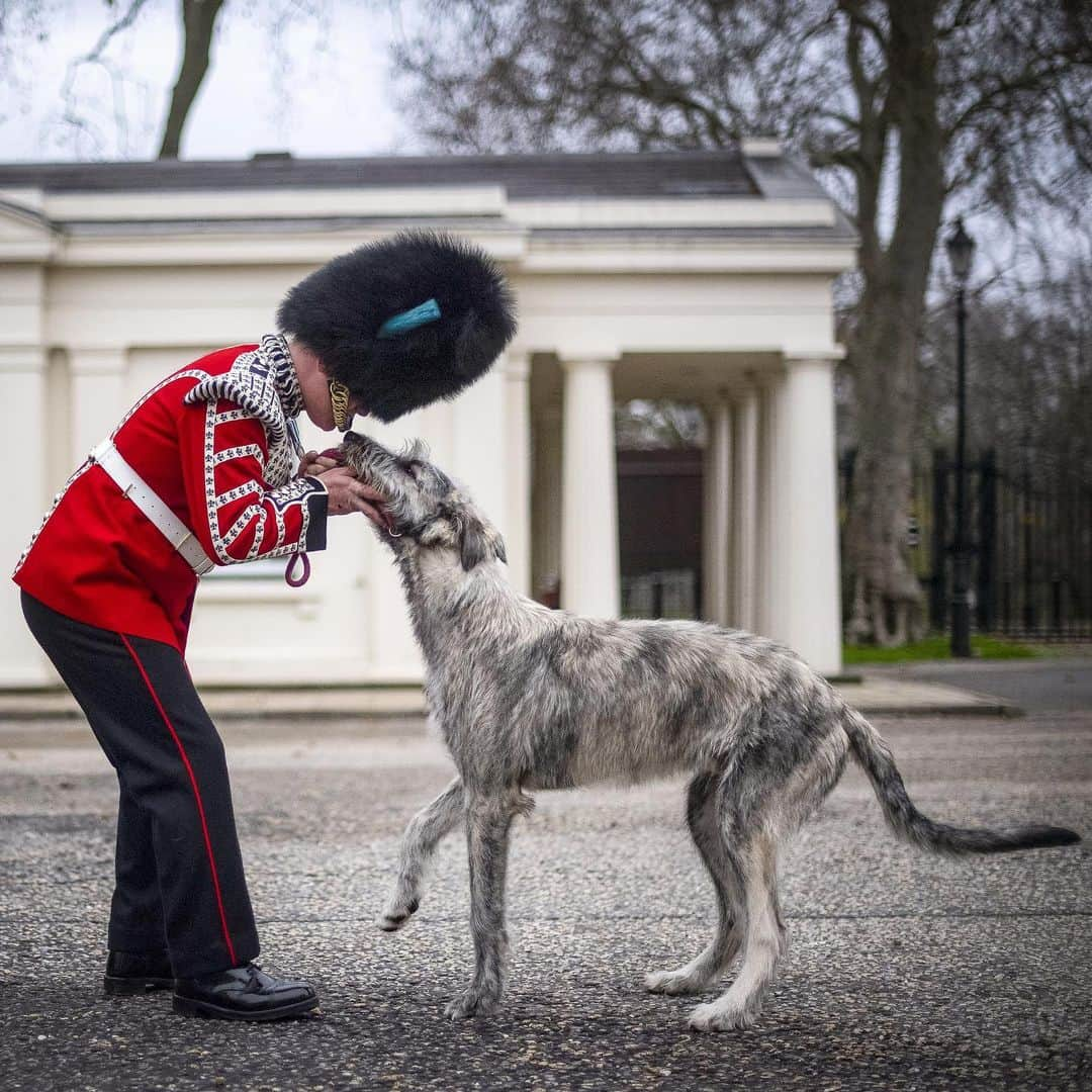 ウィリアム（ケンブリッジ公）さんのインスタグラム写真 - (ウィリアム（ケンブリッジ公）Instagram)「Say hello to Turlough Mór, the 17th Regimental Mascot of the @IrishGuards!  The Irish Guards received Turlough Mór (who will be known by his kennel name, Séamus) during a handover ceremony at Wellington Barracks, central London last week.  Like the 16 mascots that preceded him, Turlough Mór (pronounced tur-lock more) is an Irish Wolfhound and named after an ancient Irish King.  Looking ahead, Turlough Mór will lead the Regiment on parade, including the St Patrick’s Day Parade ☘️ which The Duke, Colonel of the Regiment, and The Duchess have attended in recent years.  The Irish Guards are currently deployed in Liverpool providing support to the mass testing programme for Covid 19. They will be returning to State Ceremonial and Public Duties early in 2022 when Séamus will be fully trained and ready to lead them on parade.  Photo credit: Victoria Jones / PA」12月18日 21時11分 - princeandprincessofwales