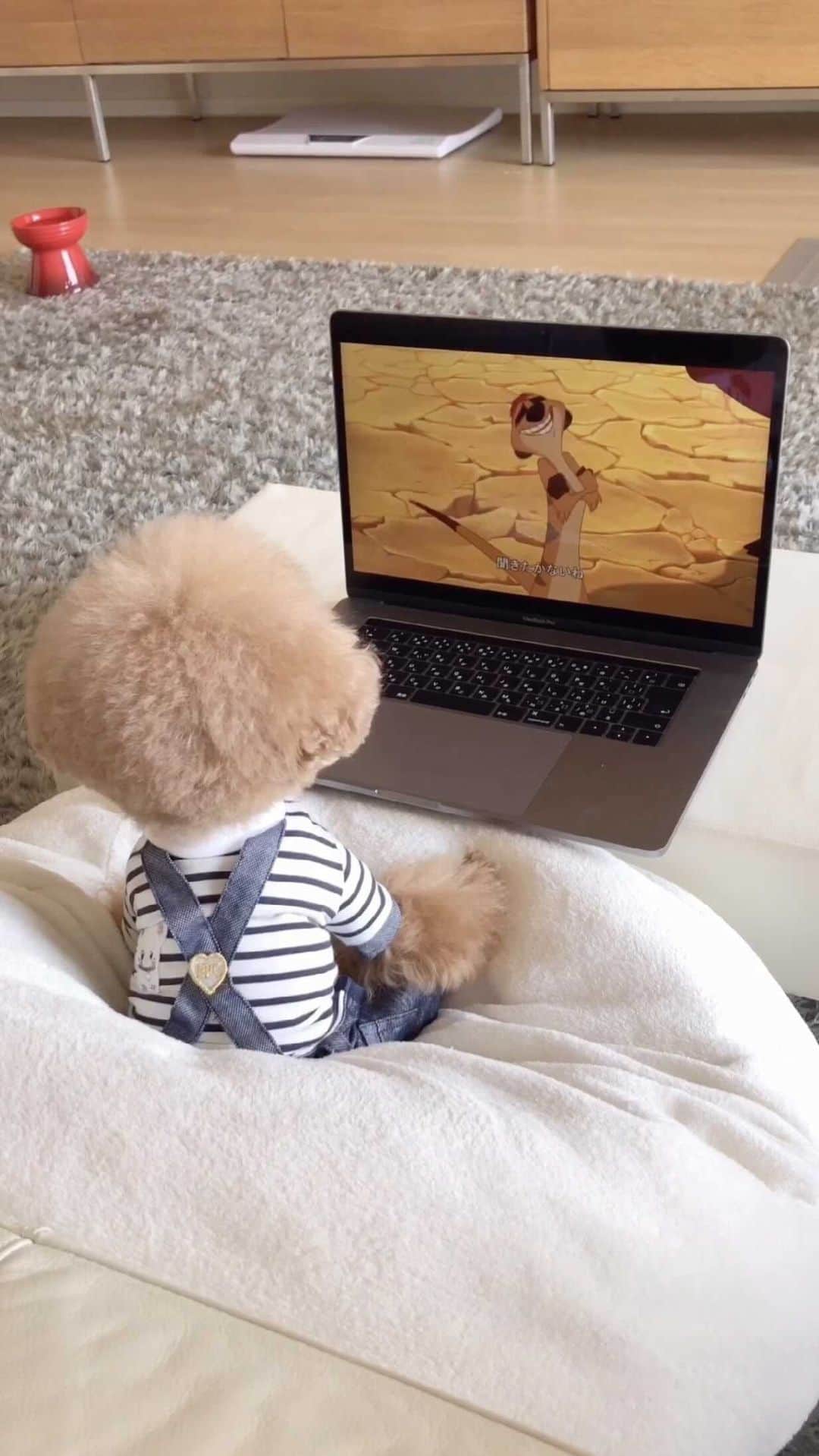 ショコラ❤︎あずき❤︎パンナのインスタグラム：「ライオンキング、リメイク版❓😂 ・ YouTube更新したのでよかったら見て下さい🙏 ・ #トイプードル #プードル #トイプー #犬 #toypoodlered #toypoodle #poodle #dog #instadog #cutedog #ilovemydog #dogstagram #あずしょこぱん #パンナ #reels」