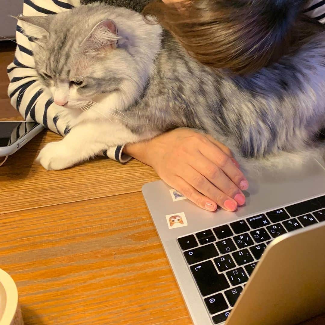近藤研二さんのインスタグラム写真 - (近藤研二Instagram)「もう何処にも出かけないでよね！ （駅前に買出しに行っただけです）  #moimovie  #近藤モイ #モイチン #モイ202012 #モイ5才8ヶ月 #graytabbyandwhite #サバシロ #長毛種 #猫 #ねこ #ネコ #neko #cat #cats #kissa #gato #gatto #meow」12月18日 21時31分 - kenjikond0