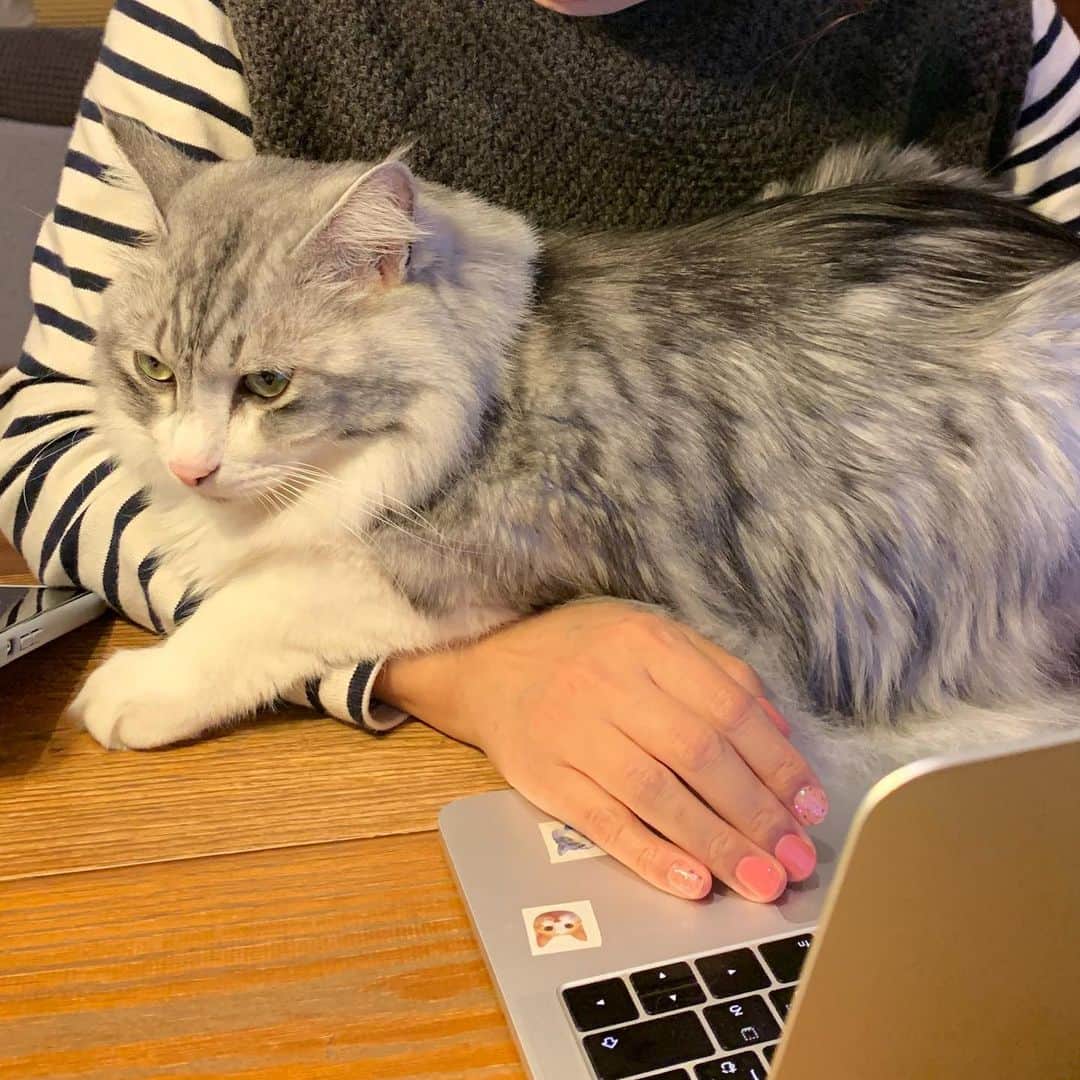 近藤研二さんのインスタグラム写真 - (近藤研二Instagram)「もう何処にも出かけないでよね！ （駅前に買出しに行っただけです）  #moimovie  #近藤モイ #モイチン #モイ202012 #モイ5才8ヶ月 #graytabbyandwhite #サバシロ #長毛種 #猫 #ねこ #ネコ #neko #cat #cats #kissa #gato #gatto #meow」12月18日 21時31分 - kenjikond0