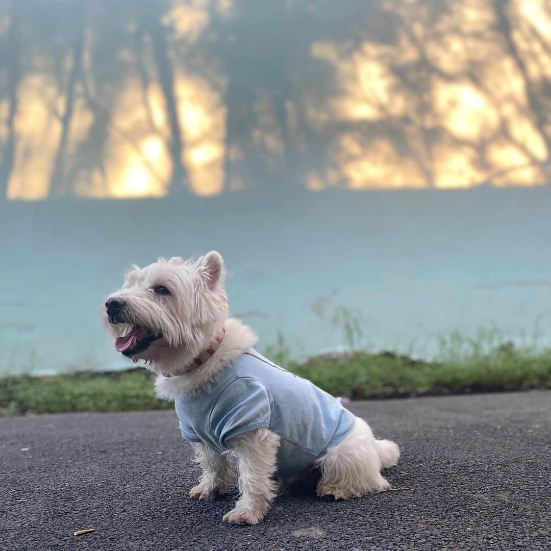 Hoykong&Plamuekのインスタグラム：「Have a great Friday everyone!  #plamuek_westies」