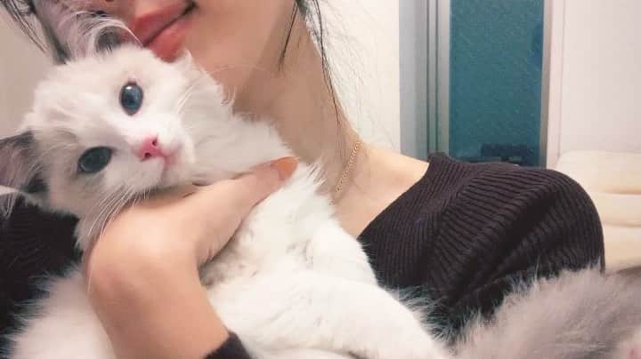 みたんのインスタグラム：「カメラ目線🐈‍⬛💋 . . . #ラグドール #ねこのいる生活  #子猫 #子猫のいる生活 #猫 #猫のいる暮らし #にゃんすたぐらむ」