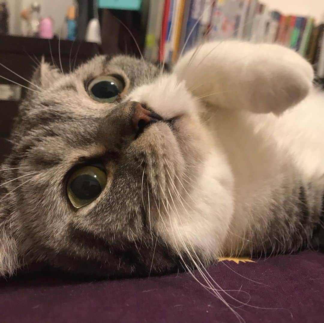 KATSUOのインスタグラム：「#cat #catsofinstagram #catstagram #instacat #cutecat #katsuo」