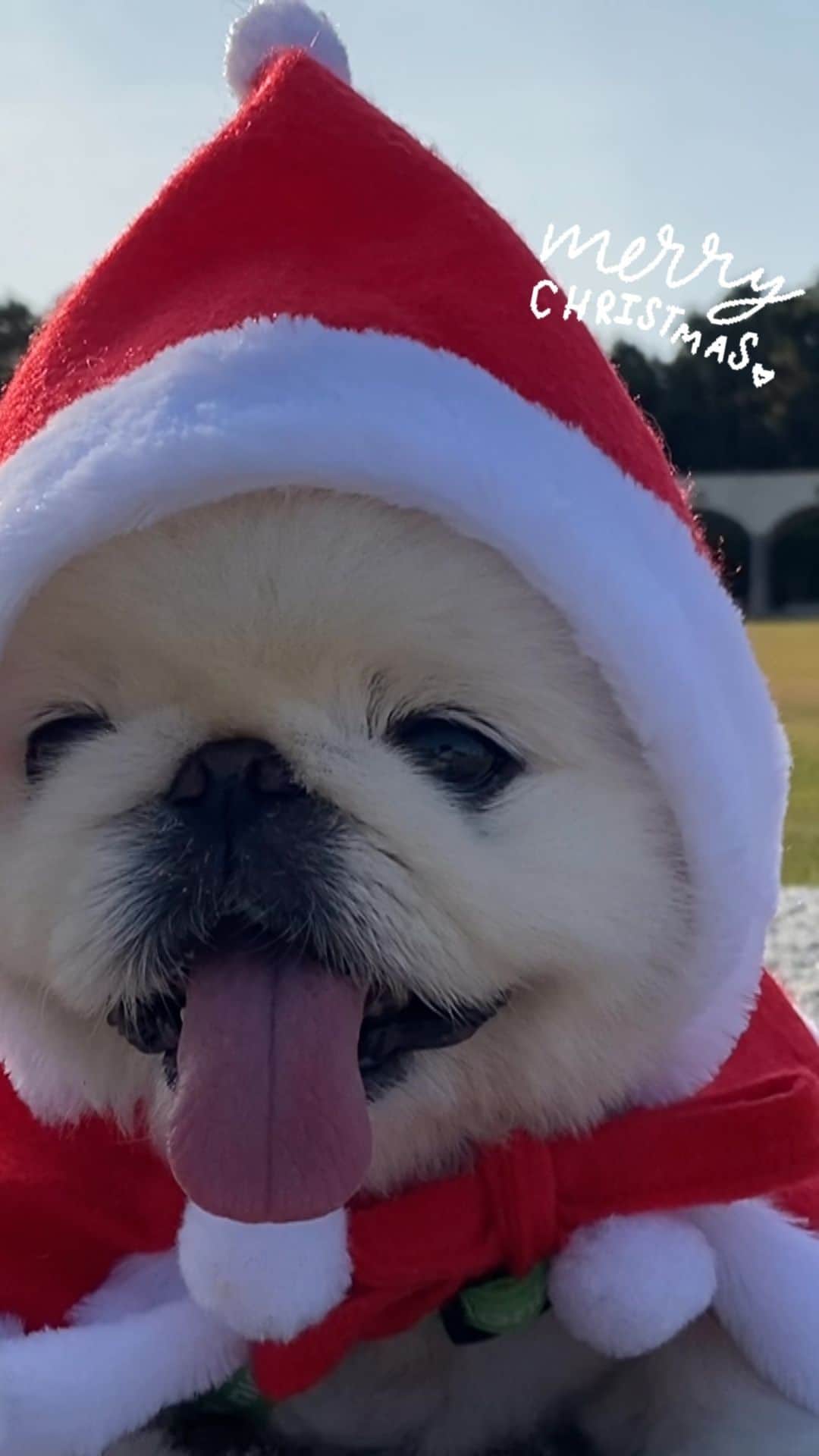 こなつのインスタグラム：「もうすぐクリスマス🎅🎄 わくわくにーず❤️❤️❤️」
