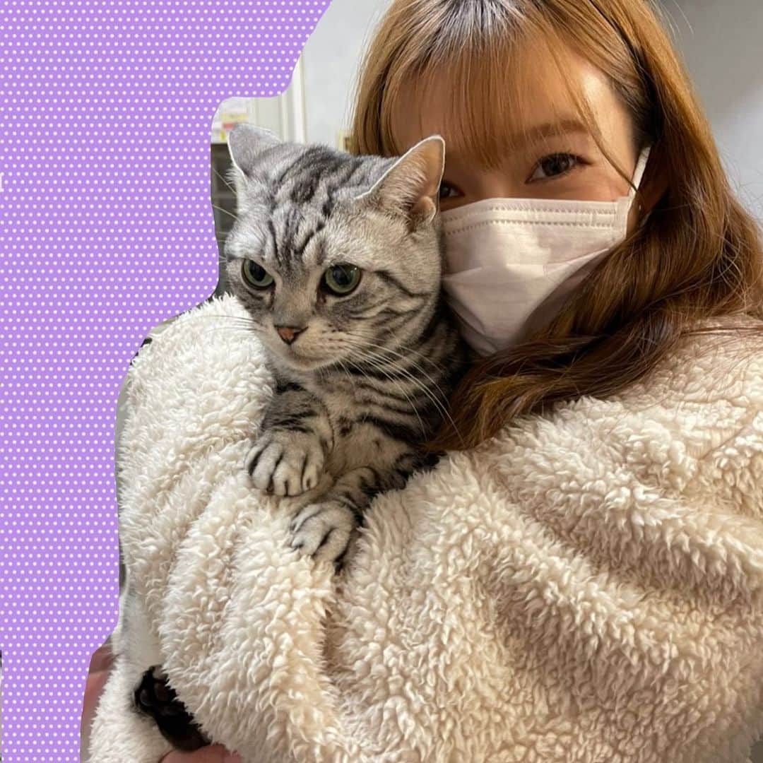 町田亜里香のインスタグラム：「iPhone12 Pro📱の ノーマルカメラの画質がデジカメ📷笑 妹の家のニヤちゃん🐈ˎˊ˗ 背景は消しておきました🥺🥺❤︎ はー（ ; ; ） 猫ちゃんも、癒される😌🤍 ニヤちゃんはアメショちゃんだよ🐈 . . #もふもふ部 #🐈 #猫  #ねこすたぐらむ #可愛い #癒し  #アメリカンショートヘア」