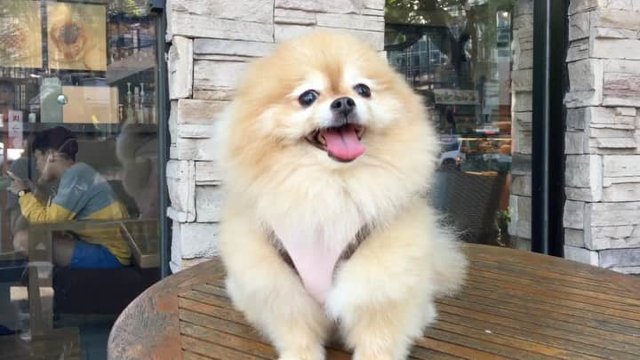 Ella Chuffyのインスタグラム：「Cute moment 🧡  #ellachuffy #howdoesamomentlastforever #memorykeepers  . . . . . . . . . #ellachuffy #petstagram #pomeranianpage #pomeraniansofinstagram #dogsofinstaworld  #cutedogs #pomeranian_lovers #pomeranianlife #pomeranianworld #teddybeardog #pomeranian #dogsofinstaworld #aplacetolovedogs #dogoftheday #justpomeranians #fluffypack #dogoftheday #thedailypompom #picoftheday #iflmdog #犬 #狗 #everydaydoglover  #pomeranianww #justpomeranians @justpomeranian @tinnypaws @pomofig #好回忆 #小狗日記」