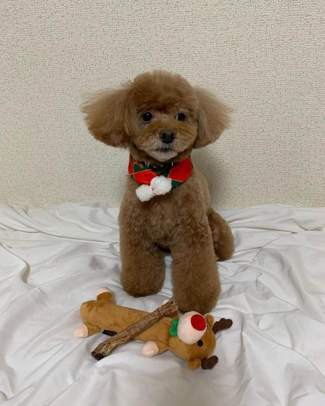 日下裕江さんのインスタグラム写真 - (日下裕江Instagram)「トリミングしてスッキリ✂️🐶  一気に別犬に変身🐩✨ マフラー付けて貰ったの🧣 クリスマス模様でかわいい💕  そして一足お先に X’masプレゼントを Naoちゃんから貰ったLOL🎁  トナカイのおもちゃ🦌と 大きななささみを貰ったょ❣️  Naoちゃん有難う✨  まずはお行儀良く お座りして待て🤚  ５枚目の写真ウィンクしてるみたいでしょ😉✨  ６枚目，待ちきれなくてペロリ😋  ７枚目,早く食べたいのに、長く待てさせられて、横目でおやつをチラ見😂  最後の８枚目の写真, おやつ見たら我慢しきれないから、 見ない作戦🤣  ちゃんと待てが出来て お利口さんです💓  この後ずーっと肌身離さずおやつかじってました🦴  大興奮したみたいで、 おやつの隠し場所を探す為に、 おやつ咥えたママ 部屋の中をずっとウロウロしてた😂  ほんと、面白い子www  @lol_stagram717  #犬のクリスマスプレゼント #犬のクリスマス #クリスマスプレゼント #クリスマス #xmas #christmas #christmaspresent #dogchristmas #dogstagram #toypoodle #トイプードル #トイプードル女の子 #トイプードルレッド #いぬすたぐらむ #ロルスタグラム #いぬのきもち」12月18日 22時13分 - hiroe___h