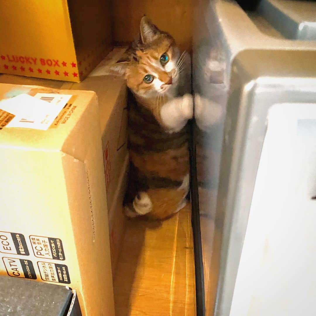のインスタグラム：「チミちゃん、かくれんぼ終了。 #ポチ実 #三毛猫」