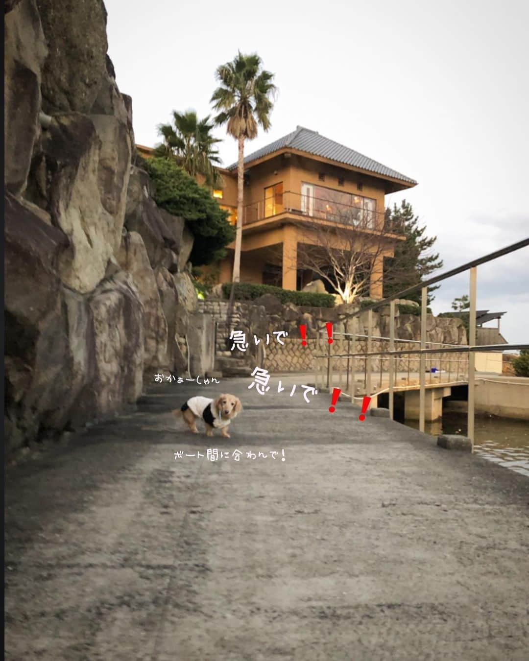 チズのインスタグラム：「旅はアクシデントが つきものだよねぇ〜🙄🤫 #旅は犬連れ 🐕💨 #淡路島 🧅 #久々投稿 📸 #寒くて指動かず〔いい訳ﾃﾞｽ❤︎〕  #ホテルニュー淡路 #島花ホテル 🐶 #棚田の湯 🧖‍♀️ #くにうみの湯 🧖‍♂️ #湯巡り ♨️ #船乗りマロン #movie 🎥 #勝負服は🐼です❤︎ #Mダックス#ダックス#ミニチュアダックス #親父犬#シニア犬#ミニチュアダックスフンド #ミニチュアダックスクリーム#短足部 #短足犬#カニンヘンダックス #ダックス14歳#カニンヘンダックスフンド#犬は家族#犬のいる生活#インスタでわんこみるのが日課 ♡♡」