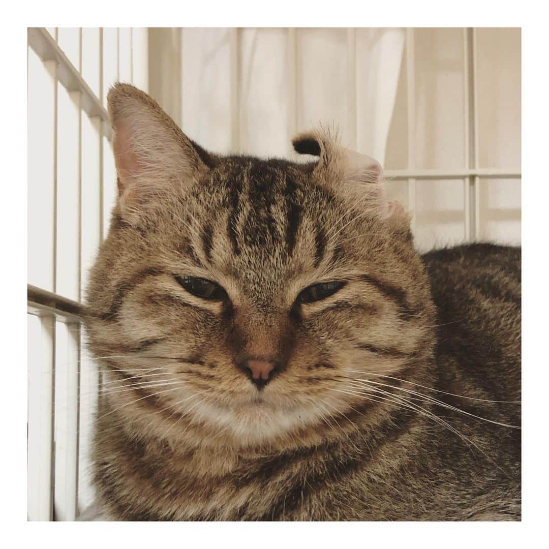 こむぎのインスタグラム：「* 明日いよいよししくんを預かりさん宅へ搬送！ 相変わらずシャーは絶対するけど、触られるのは気持ちいいにゃ！ってわかってきたししくん。 今日ほんのちょっぴりゴロゴロもいってくれました😭 ご飯ストは相変わらずで、パウチもちゅーるが乗っていないといらんにゃ！って床をカシカシされます😂 早く普通にカリカリ食べておくれ〜💦  しばらく預かりさんにはお手数おかけしちゃうけれど、こうして一度預かりさんのお家でお世話をしてもらうことで、里親さんへ繋ぐ時はよりスムーズに慣れてくれるようになります🤗 預かりさんのお家で、美味しいご飯を知って、人に甘えることも知って、たくさん幸せになるステップを学んでいくんだよね☺️ 預かりボランティアの役割って本当に大切だなって思います✨  ししくんをお願いできることになったお家は、先に同じ崩壊現場脱出したさくらちゃんの預かりさん。 ししくんにしても、くまおにしても、今すでに1匹預かってくれているところへ2匹目をお願いするのは申し訳ないけれど、これで何とか年内にみんな現場脱出！ 最後のかもめはししくんの搬送が終わったら私のお家でお世話しながら里親募集します👍  さぁ、車のタイヤもちゃんとスタッドレスに変えたし、今日はフードなど持って行く荷物をまとめて準備万端✨ あとは明日に備えてたくさん寝るだけです〜！  可愛いししくんのライブ配信みてくださって本当にありがとうございました♡ 私のプロフィール画面📺マークのIGTVに残しているので良かったら見てあげてください☺️ 関東地方で里親様募集します♪  【関東組3匹】 ◯さくらちゃん＆ししくんの預かりさん→ @takanokenoneko.399  ◯かめちゃんの預かりさん→ @koume_mama   【東海組12匹】 ◯えびくん＆くまおくんの預かりさん→ @yuriahigh  ◯まだらちゃんの預かりさん→ @namaikinamako  ◯あると、つばめ、きりんの預かりかつ現場のことをしてくれている青井さん→ @asano.aoi  ◯てな、しゅう、ちゃちゃ、かもめの預かりは私☺️✨ ◯その他、りす(梅田さん)、うさぎの預かりさんもありがとうございます🙏🏻  現在、全部で15匹里親様募集中です🤗 猫たちの詳細は→ @comugineko   #岐阜多頭崩壊レスキュー  #里親募集 #里親募集中 #遠方要相談 #ししくんに風が吹いた」