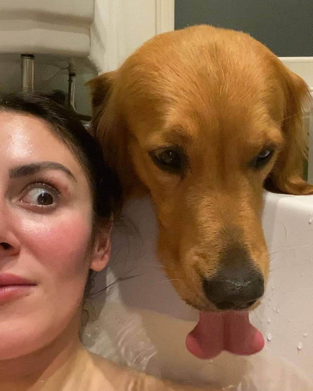 のインスタグラム：「“I wouldn’t mind Huxley drinking the bath water if his tongue didn’t look so...much like a nutsack 😂😂😂” - Want to get featured like them? Join “The Barked Club” on FACEBOOK and post something now! 👉 barked.com - 📷 @hugoandursula - #TheBarkedClub #barked #dog #doggo #GoldenRetriever #GoldenRetrievers」
